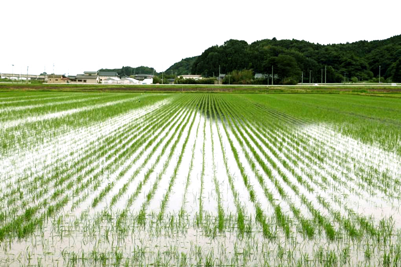 震災からわずか3ヶ月後に田植え完了。驚異的なスピード