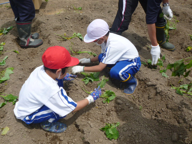 安部社長自ら野蒜小学校の子どもたちにサツマイモの苗植え指導